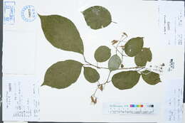 Image of Pterostyrax