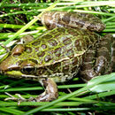 Plancia ëd Lithobates chiricahuensis (Platz & Mecham 1979)