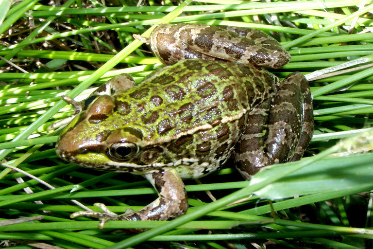 Image of chiricahua leopard frog