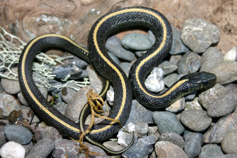 Image of Aquatic Gartersnake