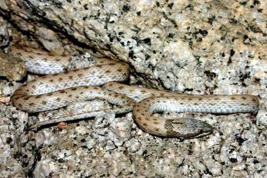 Image of Desert Night Snake