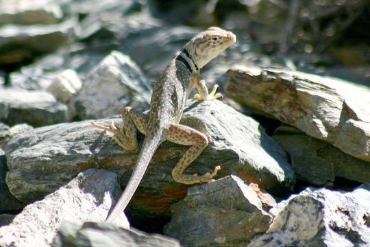 Image of Great Basin Collared Lizard