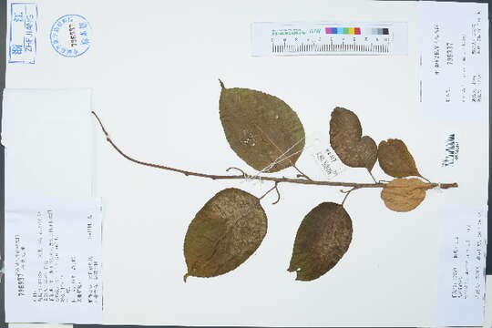 Image of actinidia