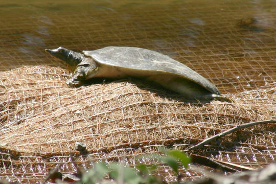 Image of Spiny Softshell