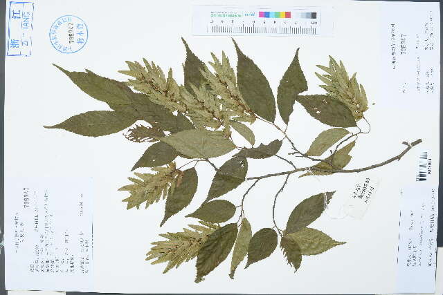 Image of hornbeam