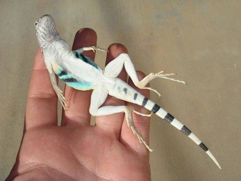 Image of Zebratail Lizard