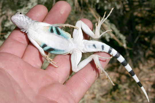 Image of Zebratail Lizard