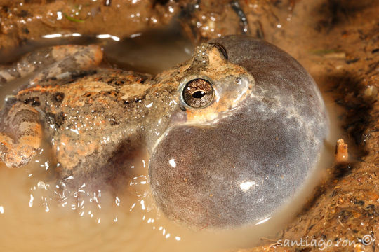 Image of Engystomops puyango Ron, Toral, Rivera & Terán-Valdez 2010