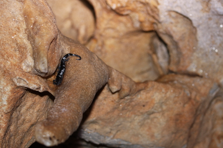 Image of Tamaulipan False Brook Salamander