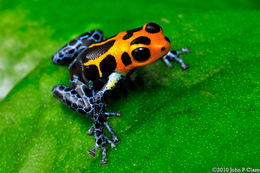 Image of Mimic Poison Frog