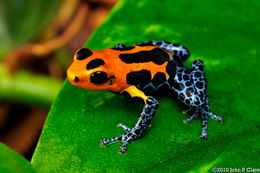 Image of Mimic Poison Frog