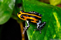 Image of Sira Poison Frog