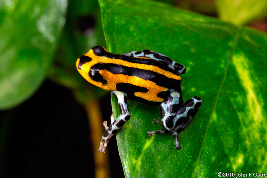 Image of Sira Poison Frog