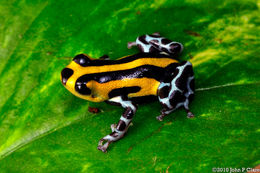 Image of Sira Poison Frog