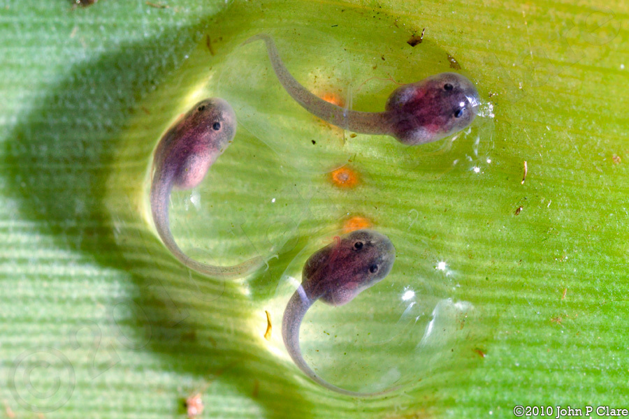 Image of Mimic Poison Frog