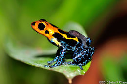 Image of Mimic Poison Frog