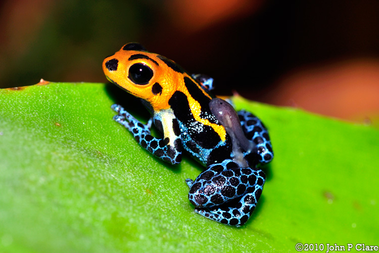 Image of Mimic Poison Frog