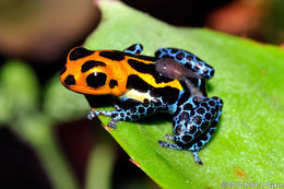 Image of Mimic Poison Frog
