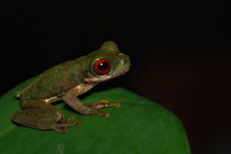 Image of Brook frog