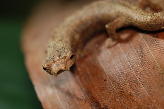 Imagem de Bolitoglossa colonnea (Dunn 1924)