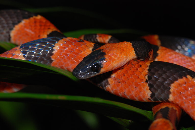 Oxyrhopus petolarius (Linnaeus 1758) resmi