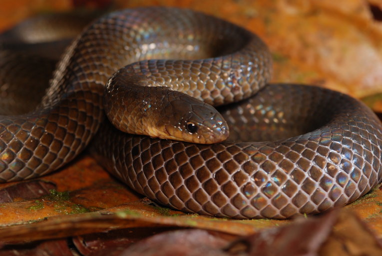 Image of Stenorrhina degenhardtii (Berthold 1846)