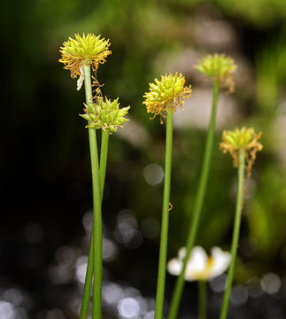 Image de Caltha leptosepala DC.