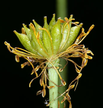 Image de Caltha leptosepala DC.