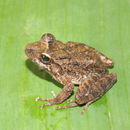 Image of Berkenbusch's Robber Frog