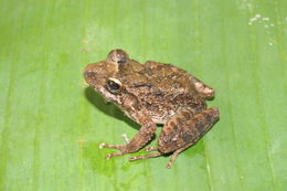 Image of Berkenbusch's Robber Frog