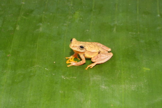 Image of Small-headed Treefrog