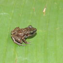 Image of Leprus Chirping Frog