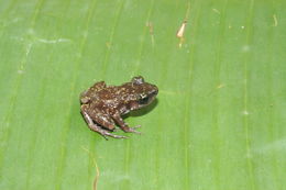 Eleutherodactylus leprus (Cope 1879) resmi