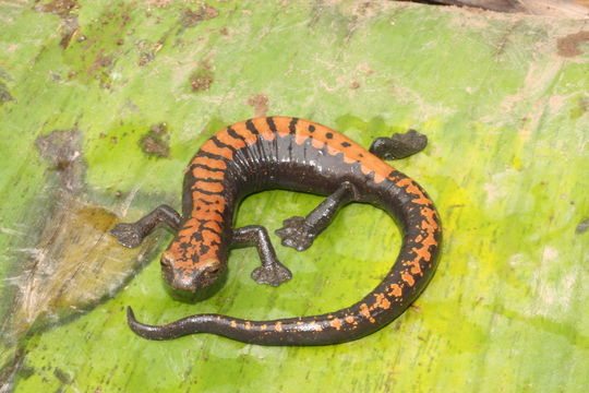 Imagem de Bolitoglossa alberchi García-París, Parra-Olea, Brame & Wake 2002