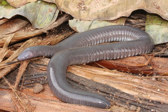 Image of Mexican Caecilian