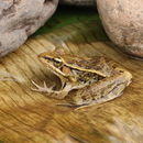 Image of Forrer's Grass Frog