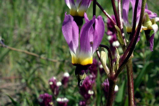 Image of <i>Primula clevelandii</i> var. <i>patula</i>