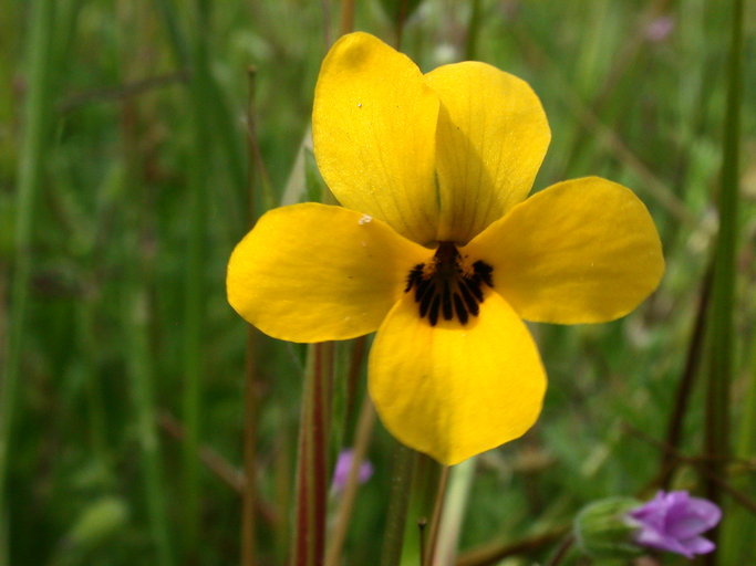 Viola pedunculata Torr. & Gray resmi