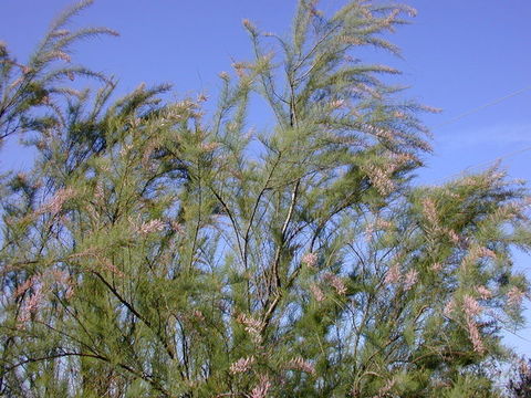 Image of saltcedar