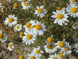 Image of stinking chamomile