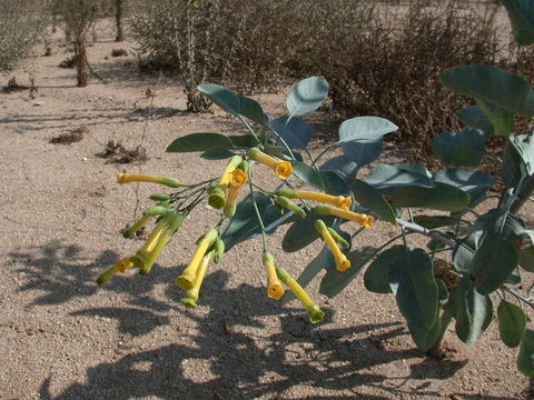 Image of tree tobacco