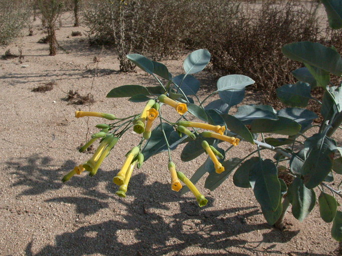 Image of tree tobacco