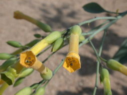 Image of tree tobacco