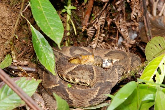 Imagem de Bothrops asper (Garman 1883)