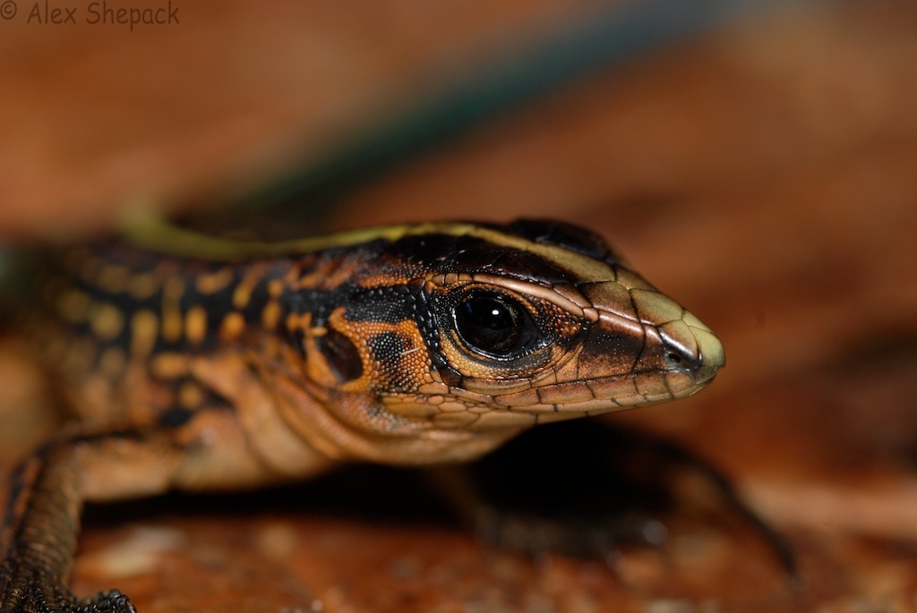 Image of Ameiva Lizard