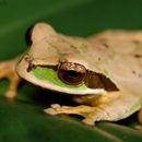 Image of New Granada Cross-banded Treefrog