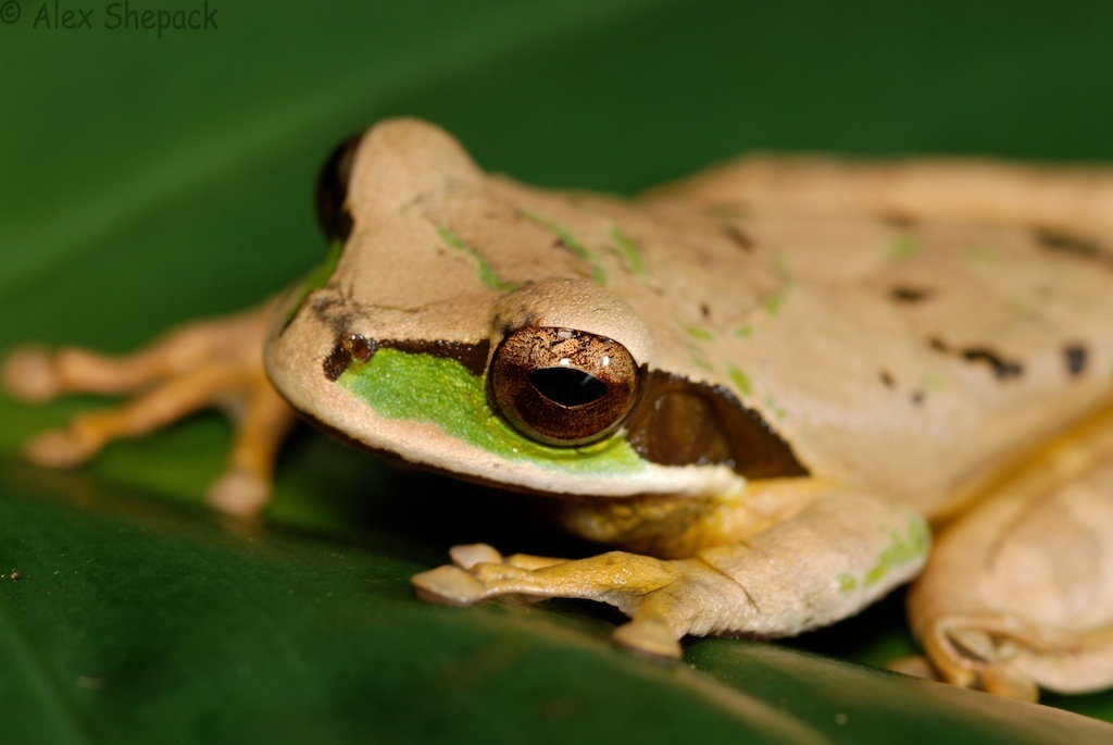 Image of Central American Smilisca