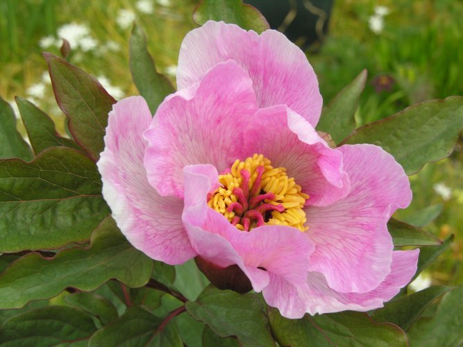 Image of Paeonia cambessedesii (Willk.) Willk.