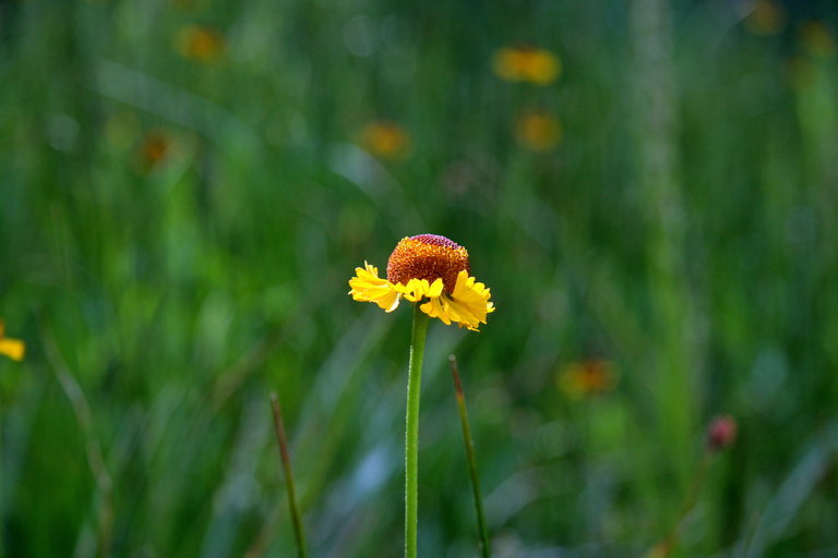 Image of Bigelow's sneezeweed