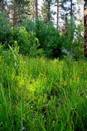 Image of Bigelow's sneezeweed